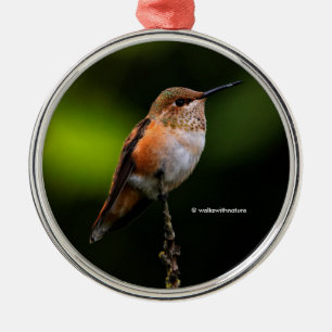 Niedlich Rufous Hummingbird auf Fruchtbaum Ornament Aus Metall