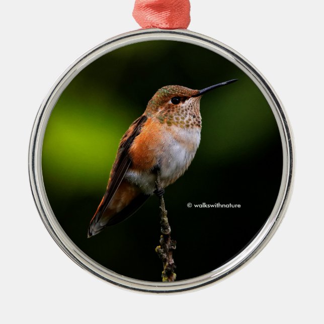 Niedlich Rufous Hummingbird auf Fruchtbaum Ornament Aus Metall (Vorne)
