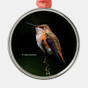 Niedlich Rufous Hummingbird auf Fruchtbaum Ornament Aus Metall