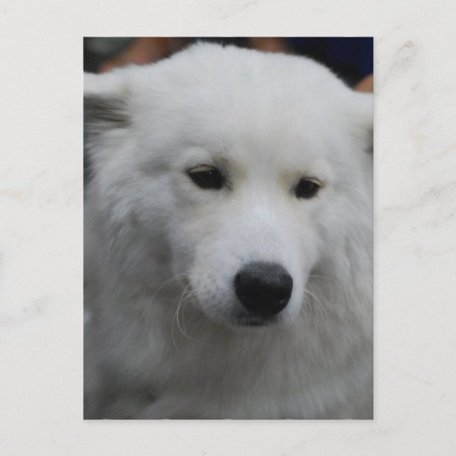 Niedlich Samoyed Postcard Postkarte (Vorderseite)