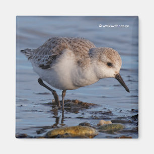 Niedlich Sanderling Sandpiper Stroll Wintry Beach Magnet