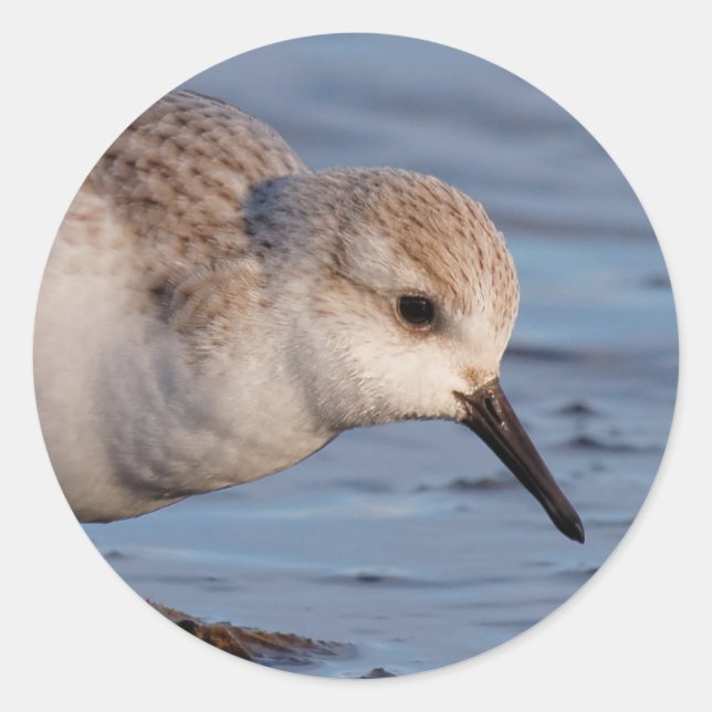 Niedlich Sanderling Sandpiper Stroll Wintry Beach Runder Aufkleber (Vorderseite)