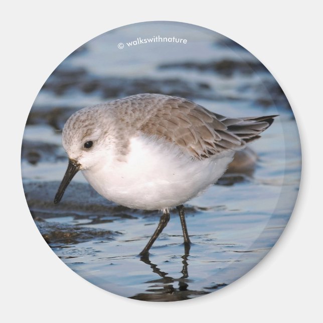 Niedlich Sanderling Sandpiper Wanders Winterküste Magnet (Vorne)