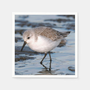 Niedlich Sanderling Sandpiper Wanders Winterküste Serviette
