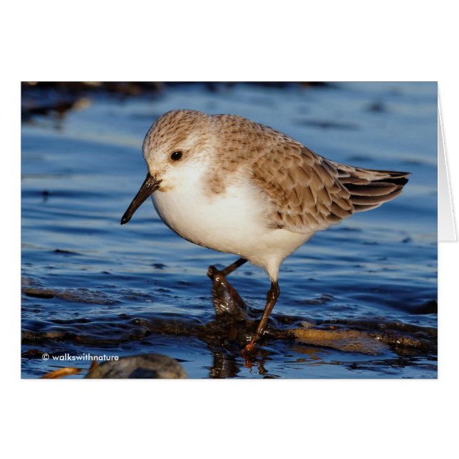 Niedlich Sanderling Sandpiper Wanders Wintry Shoes (Vorderseite (Horizontal))