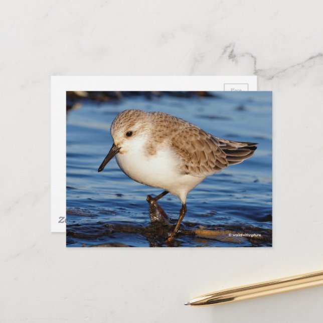 Niedlich Sanderling Sandpiper Wanders Wintry Shoes Postkarte (Vorderseite/Rückseite Beispiel)