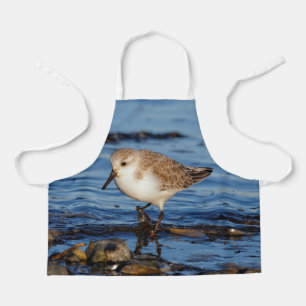 Niedlich Sanderling Sandpiper Wanders Wintry Shoes Schürze