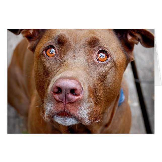 Niedlich Schokolade Labrador Pit Mix Dog 7 (Vorderseite (Horizontal))