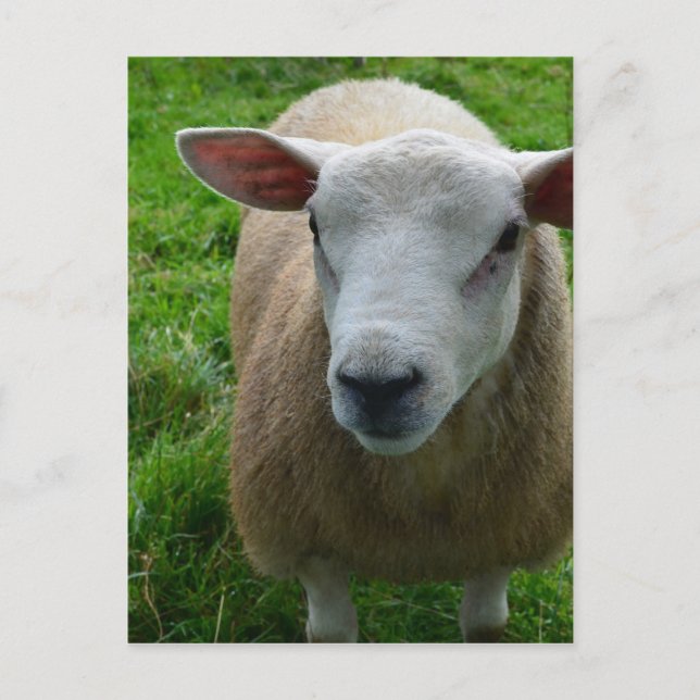 Niedlich schottische Schafe Postkarte (Vorderseite)