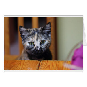 Niedlich Schwarz-Weiß-Kitten