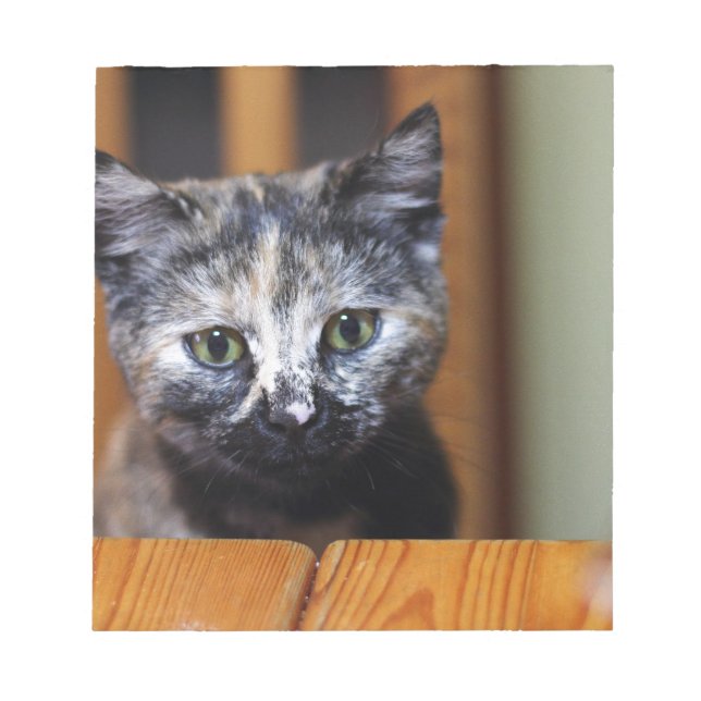 Niedlich Schwarz-Weiß-Kitten Notizblock (Vorderseite)