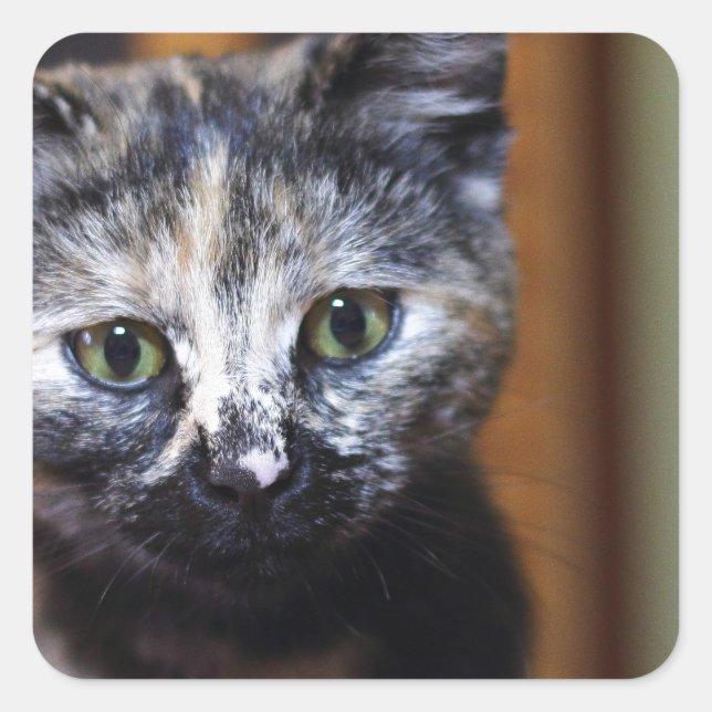 Niedlich Schwarz-Weiß-Kitten Quadratischer Aufkleber (Vorderseite)