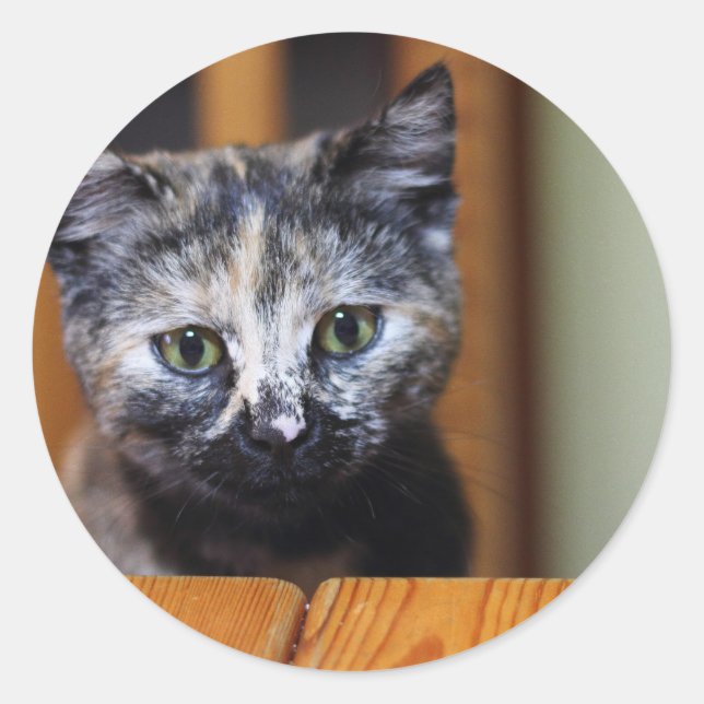 Niedlich Schwarz-Weiß-Kitten Runder Aufkleber (Vorderseite)