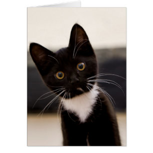 Niedlich Schwarz-Weiß Tuxedo Kitten