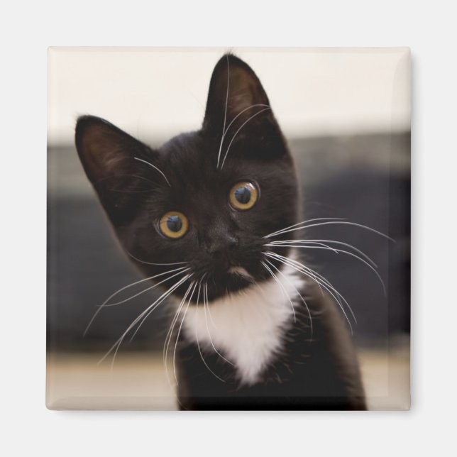 Niedlich Schwarz-Weiß Tuxedo Kitten Magnet (Vorne)