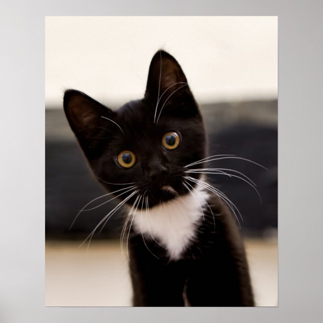 Niedlich Schwarz-Weiß Tuxedo Kitten Poster (Vorne)