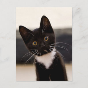 Niedlich Schwarz-Weiß Tuxedo Kitten Postkarte