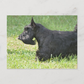 Niedlich Scottish Terrier Postkarte