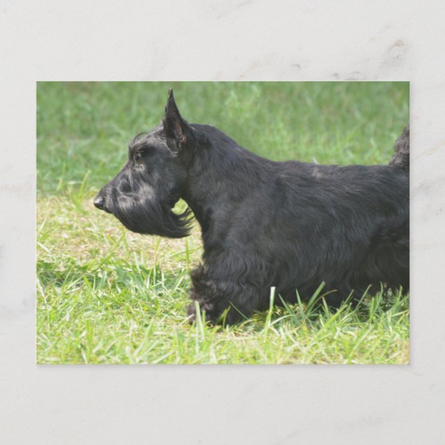 Niedlich Scottish Terrier Postkarte (Vorderseite)