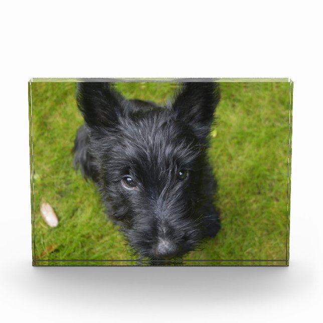 Niedlich Scottish Terrier Puppy Fotoblock (Vorderseite)