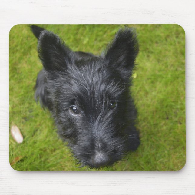Niedlich Scottish Terrier Puppy Mousepad (Vorne)