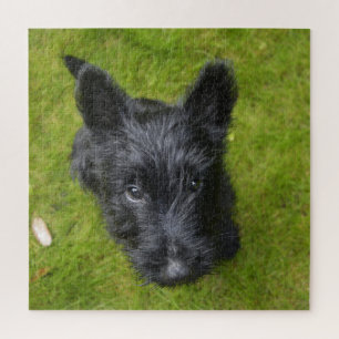 Niedlich Scottish Terrier Puppy Puzzle