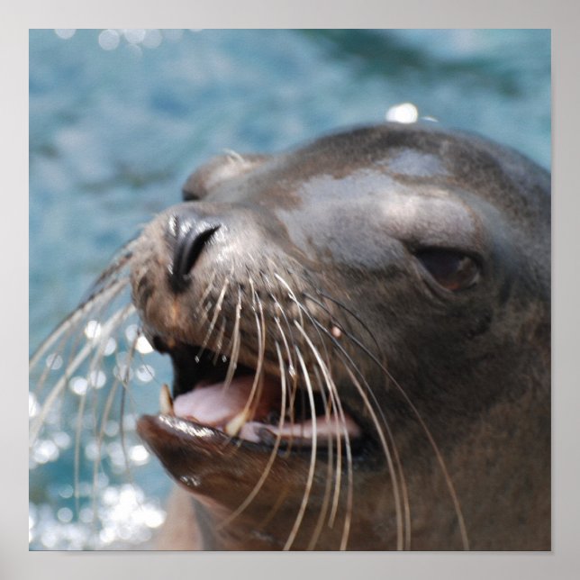Niedlich Sea Lion Poster (Vorne)