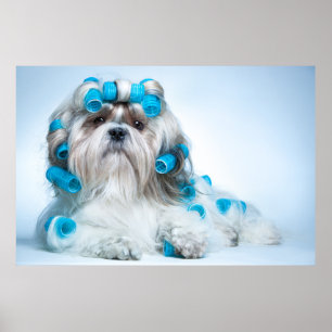 Niedlich Shih Tzu Poster