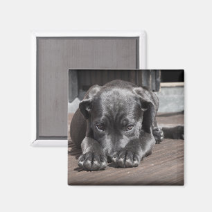 Niedlich Shy Great Dane Puppy Magnet