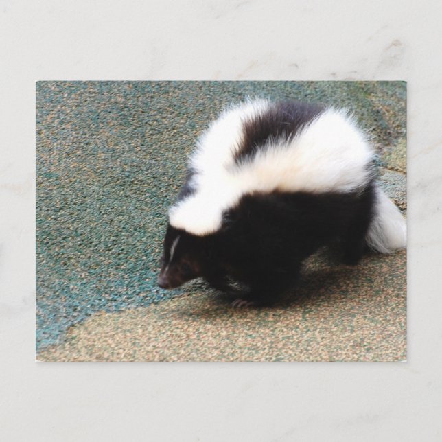 Niedlich Skunk Postcard Postkarte (Vorderseite)