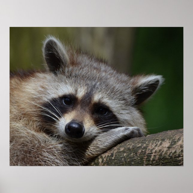 Niedlich Sleepy Raccoon Foto Poster (Vorne)