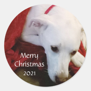 Niedlich Snowy white Puppy Dog Christmas Red Runder Aufkleber