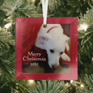 Niedlich Snowy White Puppy Square Rot Ornament Aus Glas