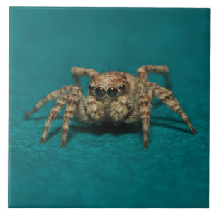Niedlich Spider Big Eyes Foto Fliese