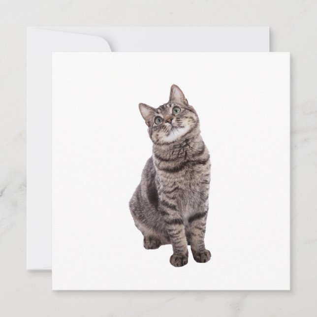 Niedlich Tabby Cat Ankündigung (Vorderseite)