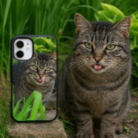 Niedlich Tabby Cat Kiss