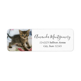 Niedlich Tabby Kitten sieht überraschend aus