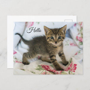 Niedlich Tabby Kitten sieht überraschend aus Hallo Postkarte