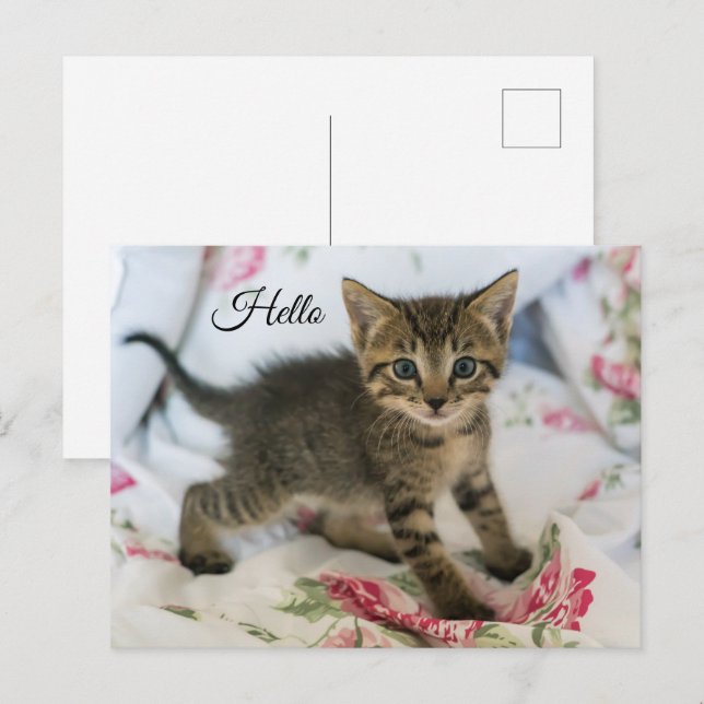 Niedlich Tabby Kitten sieht überraschend aus Hallo Postkarte (Vorne/Hinten)