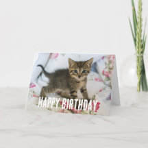 Niedlich Tabby Kitten sieht überraschend aus