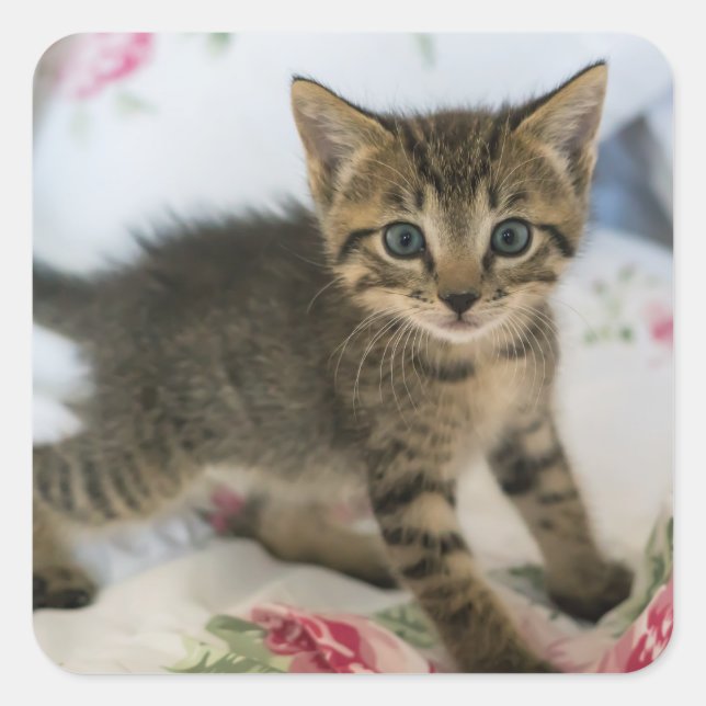 Niedlich Tabby Kitten sieht überraschend aus Quadratischer Aufkleber (Vorderseite)