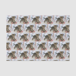 Niedlich Tabby Kitten sieht überraschend Gemustert Seidenpapier