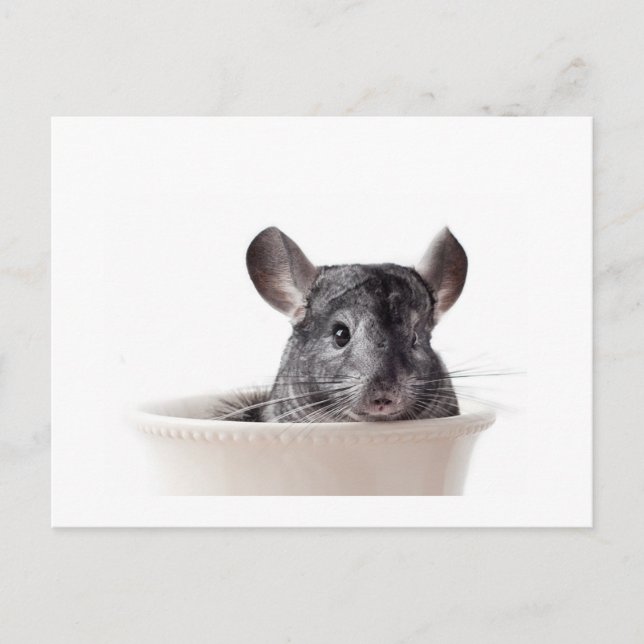Niedlich Teacup Chinchilla Grau Postkarte (Vorderseite)