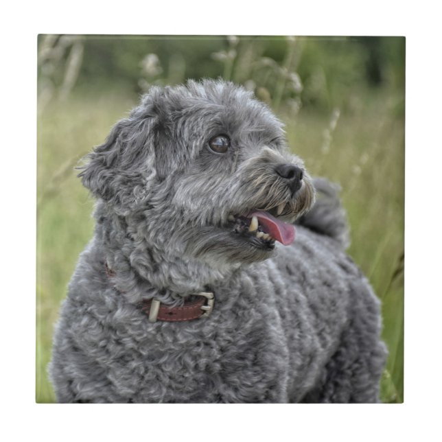 Niedlich Terrier Dog Fliese (Vorderseite)