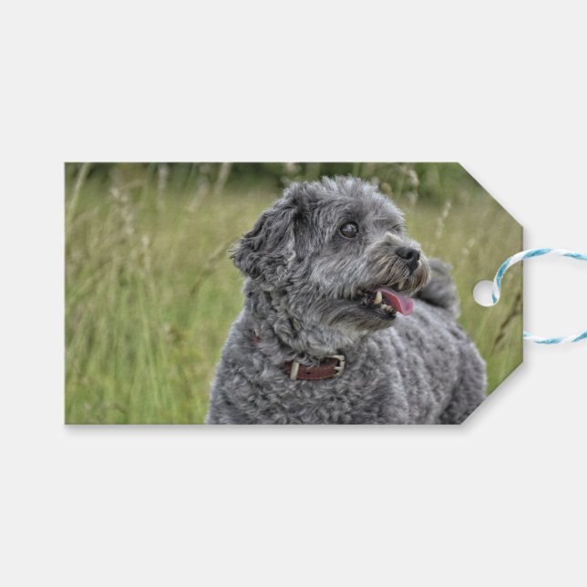 Niedlich Terrier Dog Geschenkanhänger (Vorderseite (Horizontal))