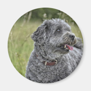 Niedlich Terrier Dog Magnet