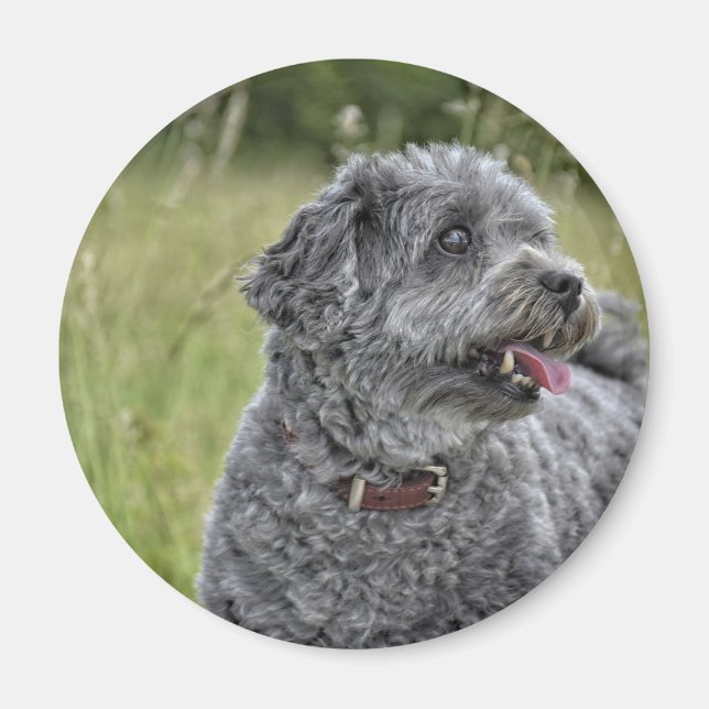 Niedlich Terrier Dog Magnet (Vorne)