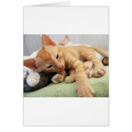 Niedlich Tiger Stripe Kitten