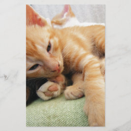 Niedlich Tiger Stripe Kitten