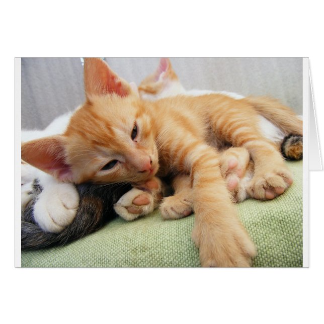 Niedlich Tiger Stripe Kitten (Vorderseite (Horizontal))